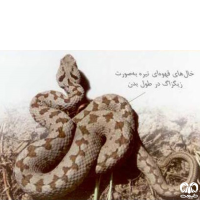 گونه مار افعی لطیفی Latifi’s Viper